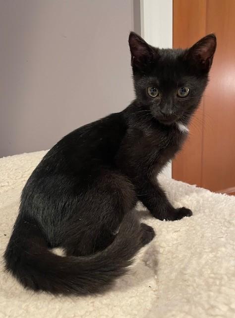 Patience (LE), a Adoptable Domestic Short Hair in Little Falls, NJ image 3/3