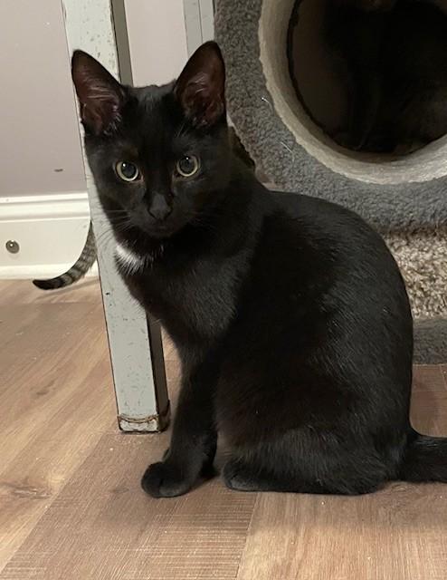 Patience (LE), a Adoptable Domestic Short Hair in Little Falls, NJ image 2/3