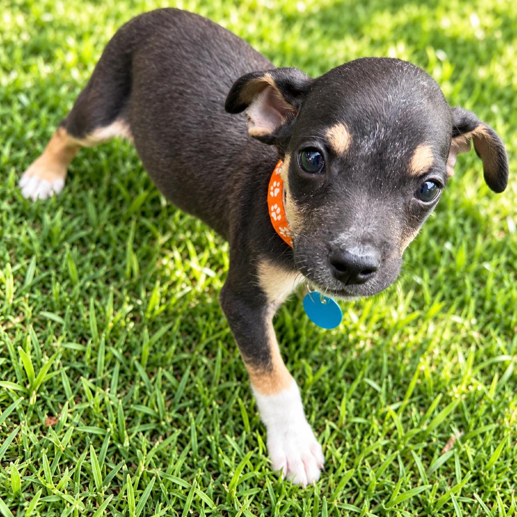 Enlarge Joe Jonas, a Adoptable mixed breed in Falls Church , VA image 2/3