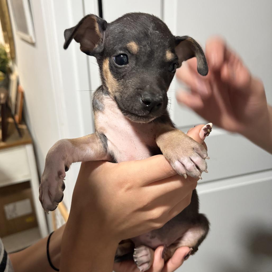 Enlarge Joe Jonas, a Adoptable mixed breed in Falls Church , VA image 3/3