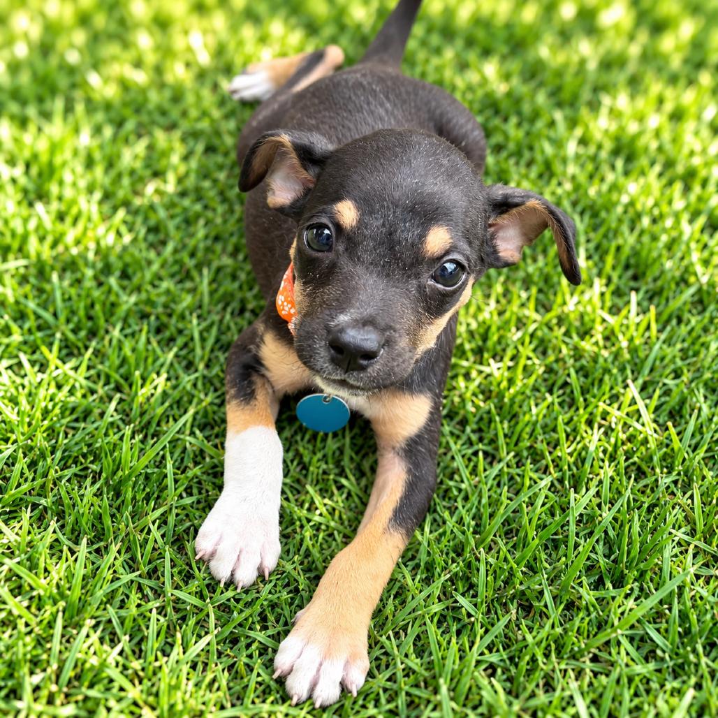 Joe Jonas, Adoptable, Puppy Male Chihuahua.