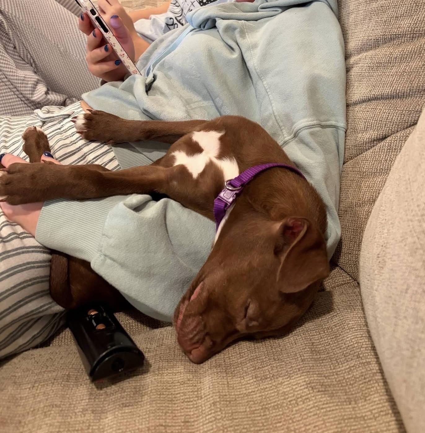 Enlarge Tilly, a ADOPTABLE Pit Bull Terrier in Souderton, PA image 4/5