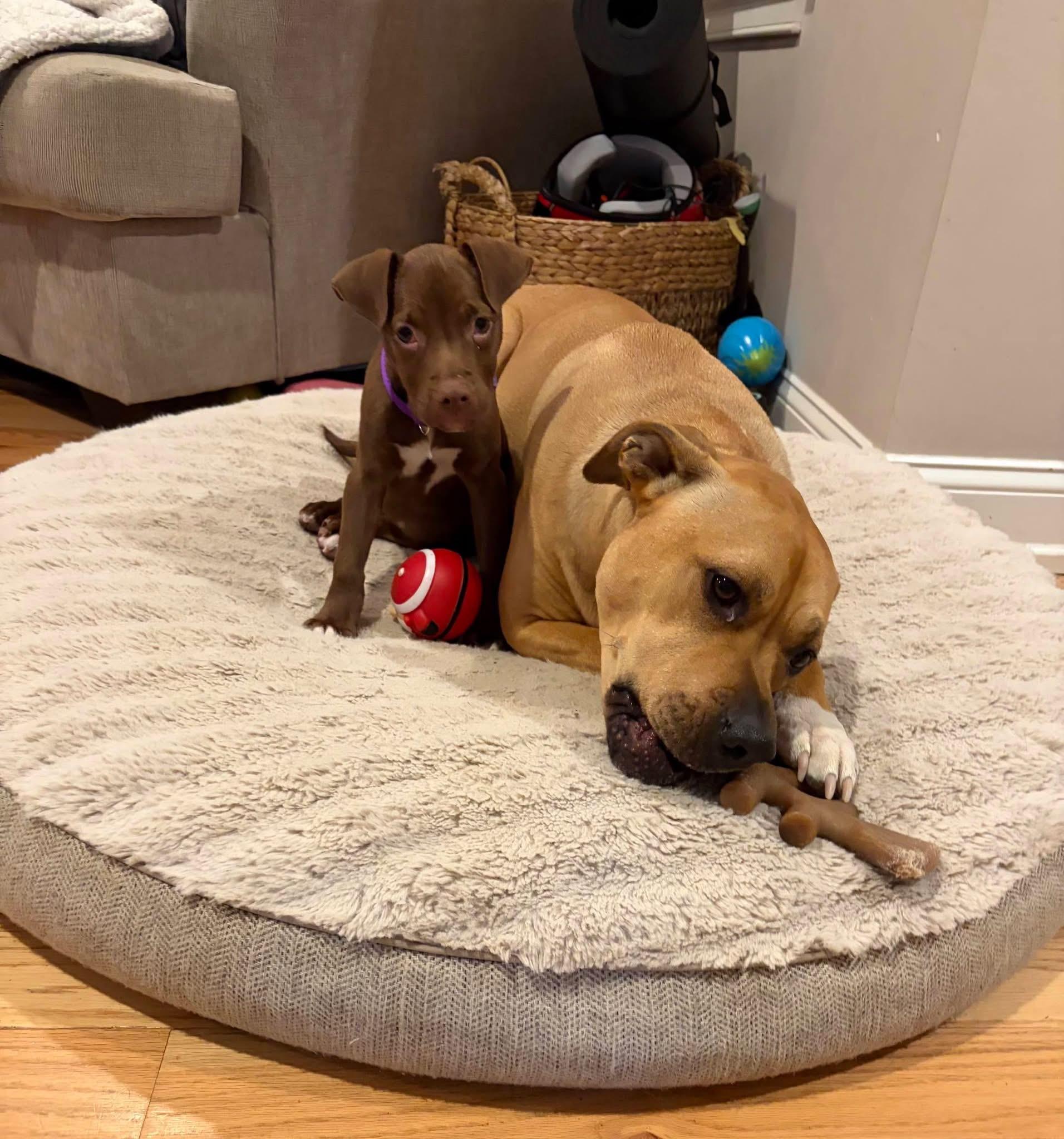 Enlarge Tilly, a ADOPTABLE Pit Bull Terrier in Souderton, PA image 5/5