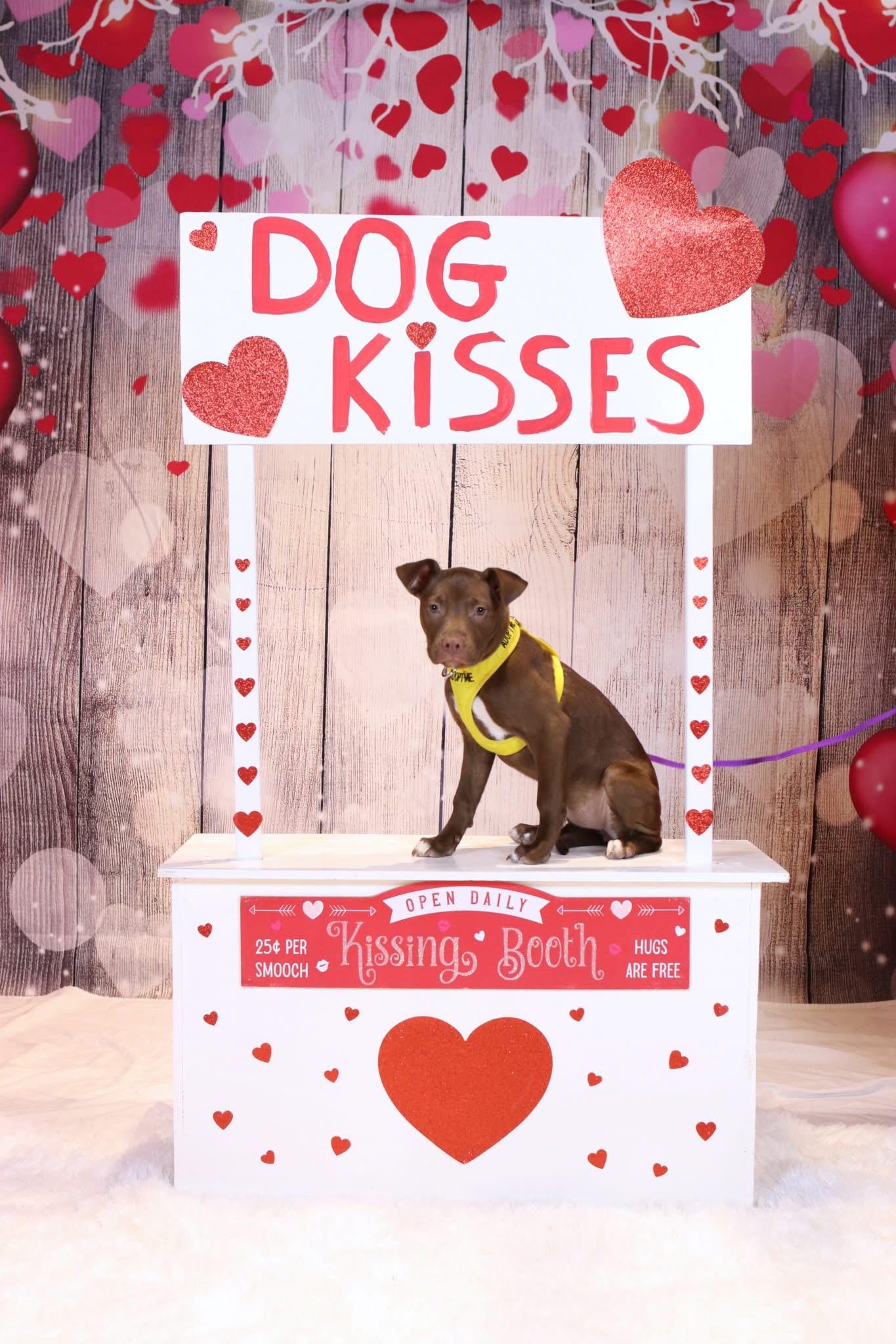 Tilly, ADOPTABLE, Puppy Female Pit Bull Terrier.