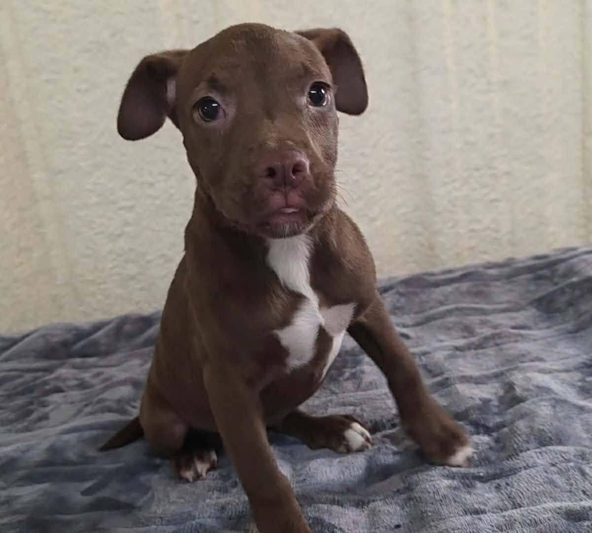 Enlarge Tilly, a ADOPTABLE Pit Bull Terrier in Souderton, PA image 3/5