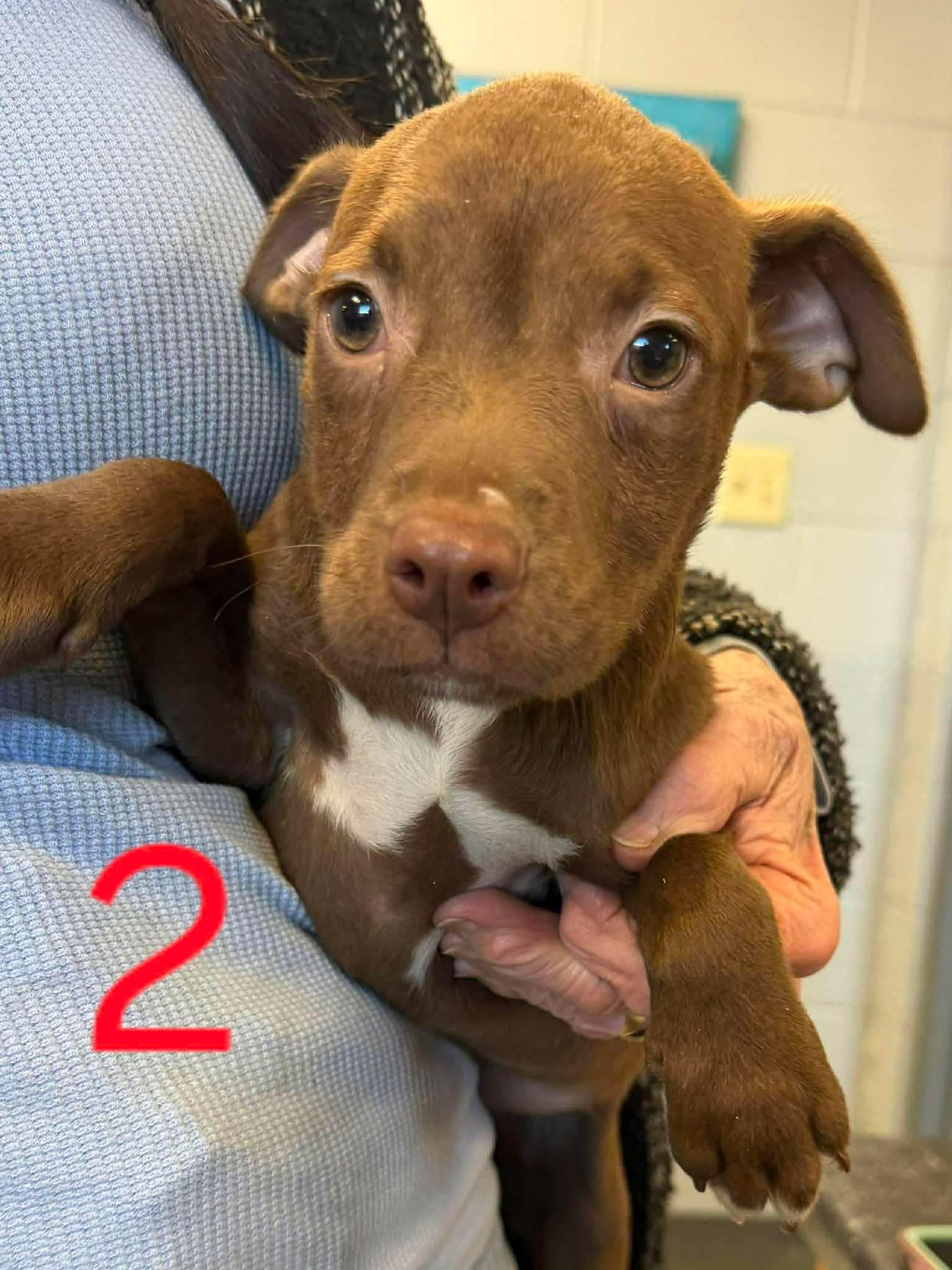 Enlarge Tilly, a ADOPTABLE Pit Bull Terrier in Souderton, PA image 2/5