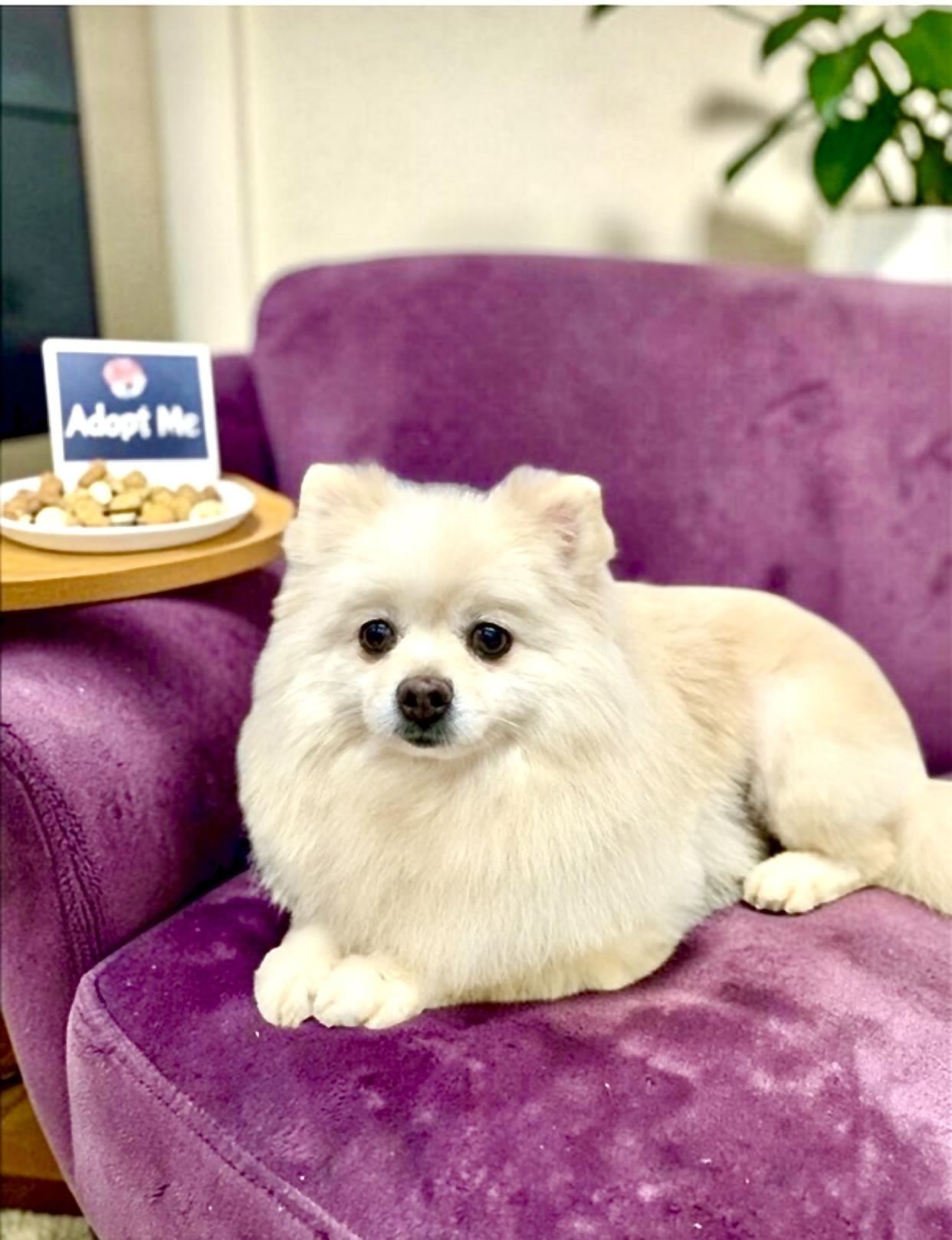 Enlarge Jenna, an adopted Pomeranian in Hartwell, GA image 1/3