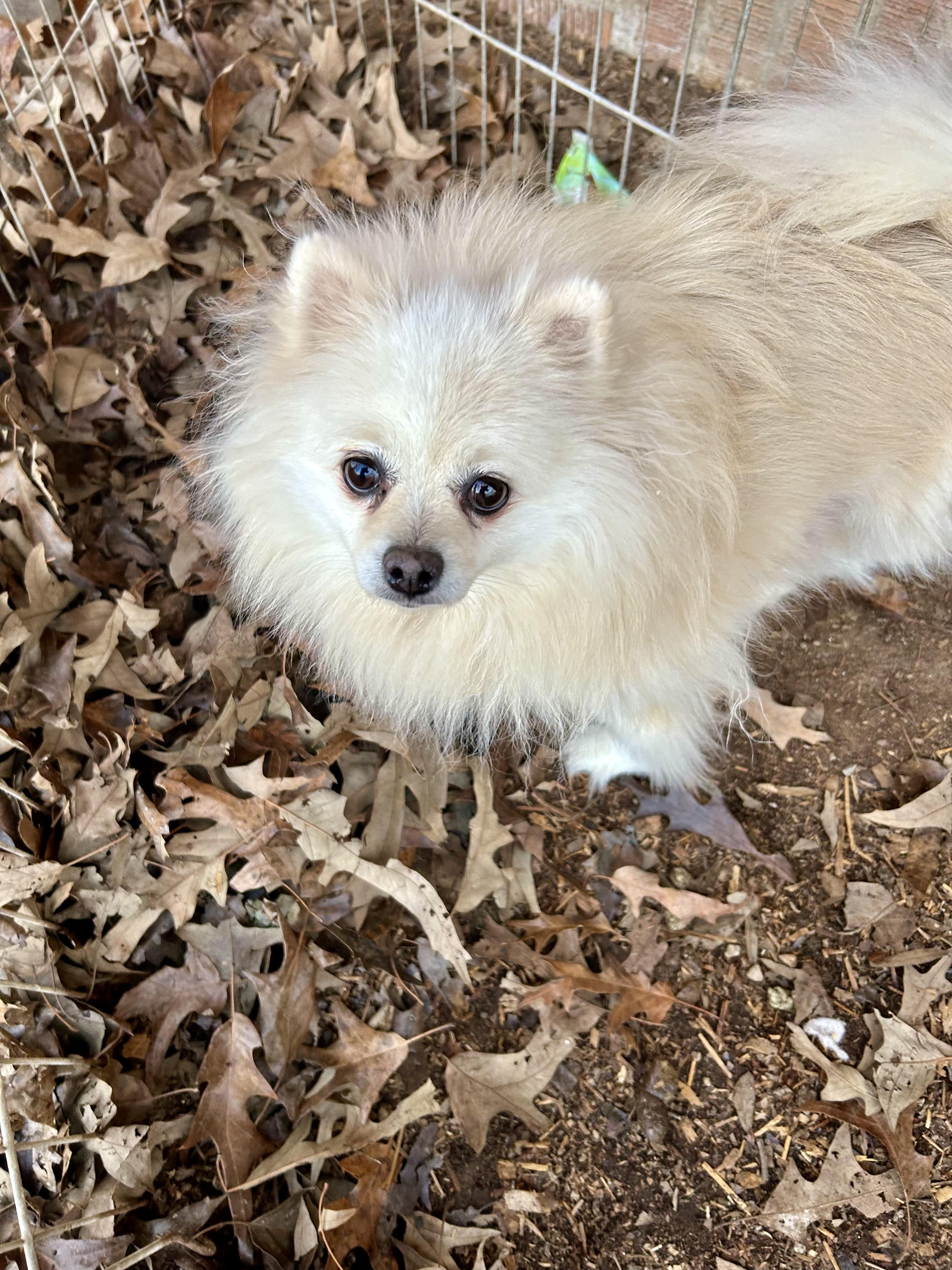 Enlarge Jenna, an adopted Pomeranian in Hartwell, GA image 2/3