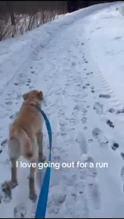 Enlarge Cooper, an adoptable Labrador Retriever in North York, ON video 2/5