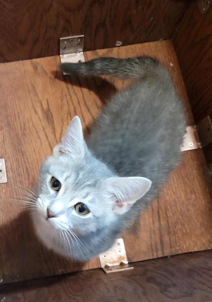 Archie , ADOPTABLE, Kitten Male Domestic Short Hair.