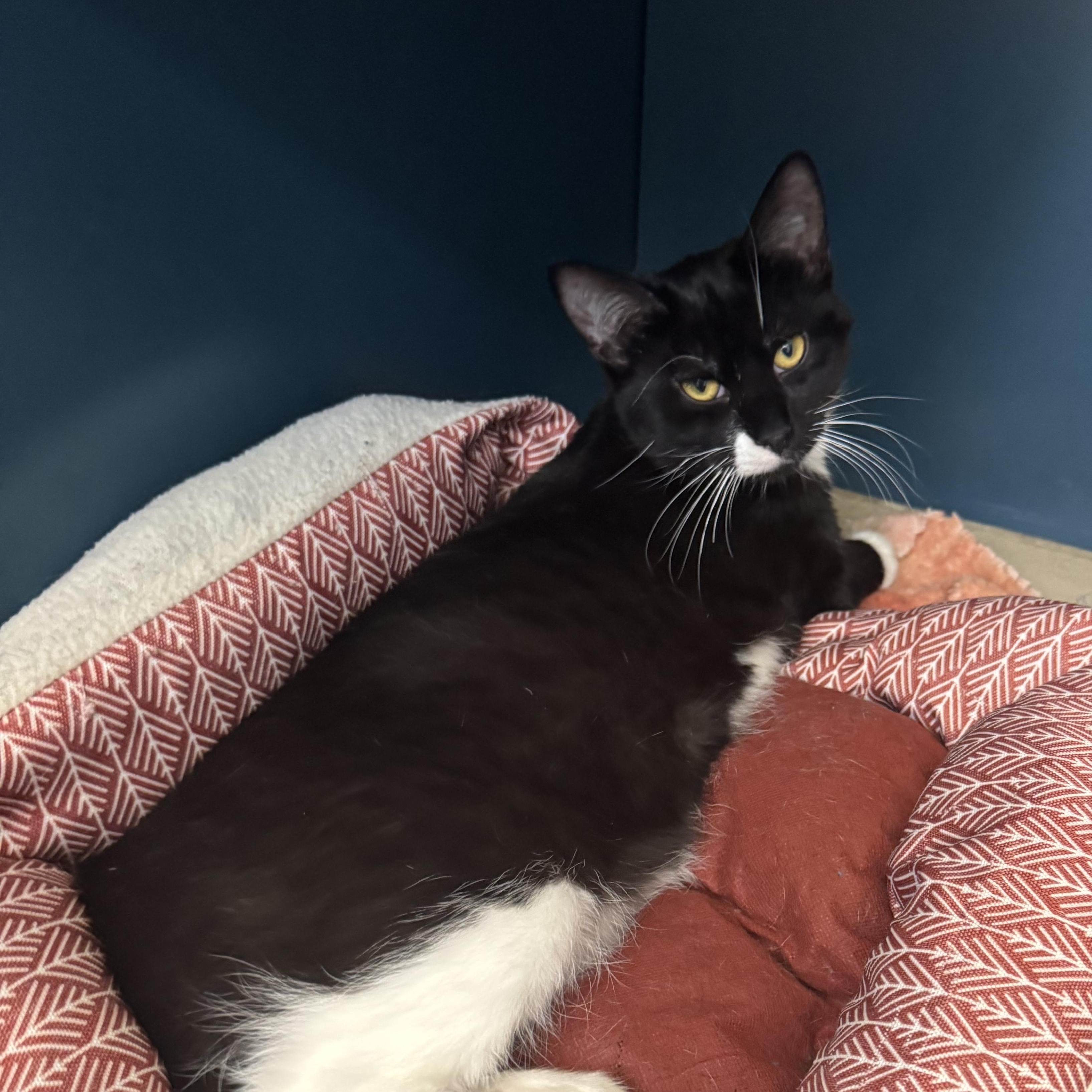 Bryan , adopted, Kitten Male Domestic Short Hair.