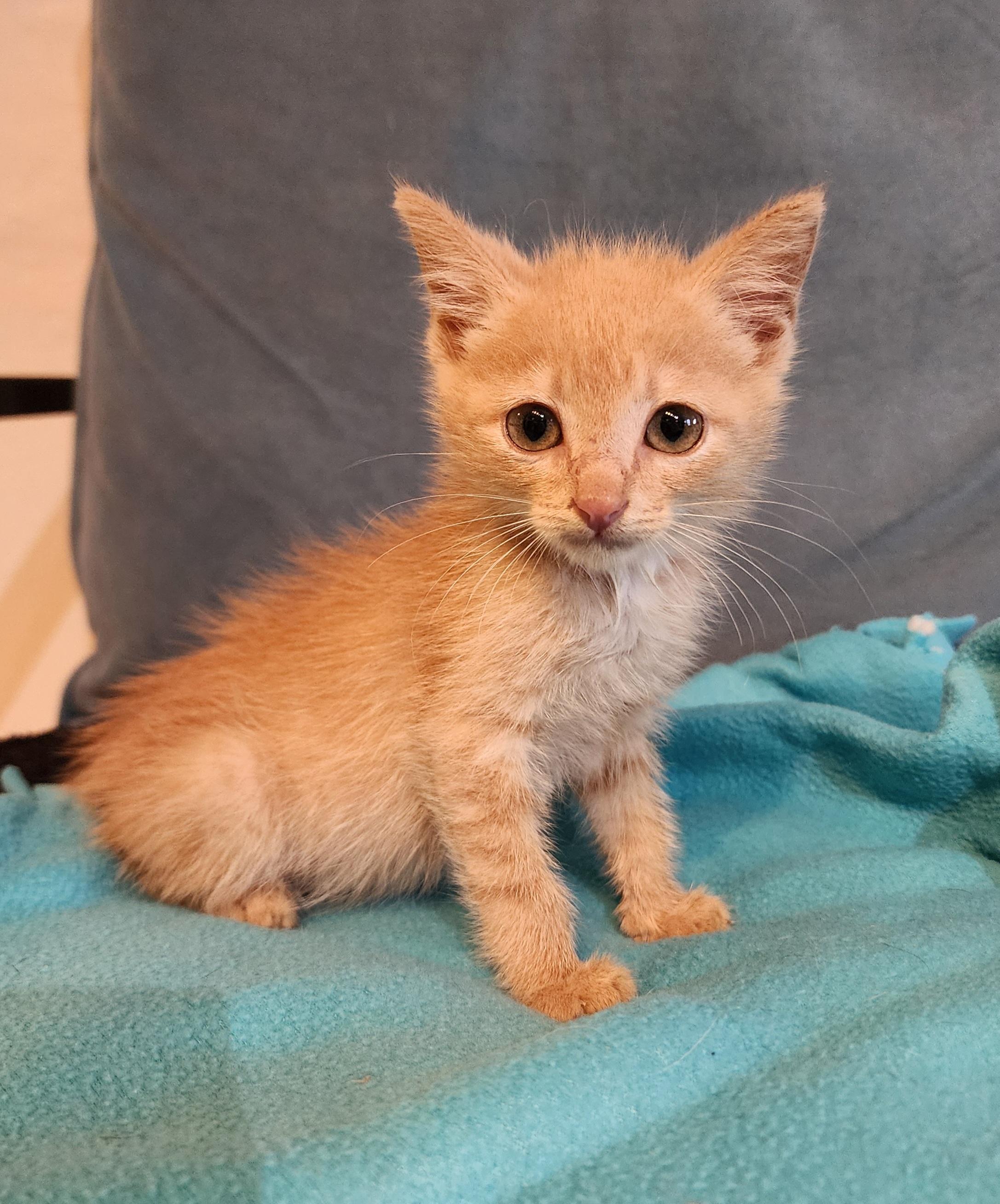 Pebbles Domestic Short Hair Cat