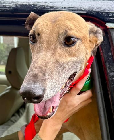 Enlarge Hulk, a Adoptable Greyhound in New Hope, PA image 2/3