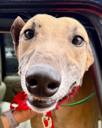 Enlarge Hulk, a Adoptable Greyhound in New Hope, PA image 1/3