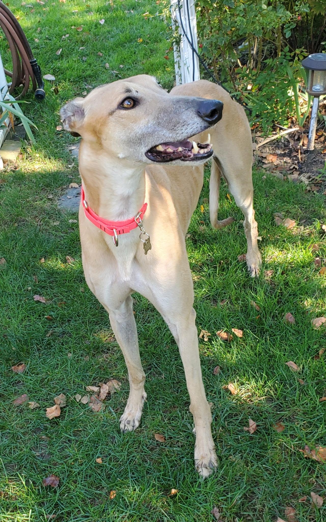 Enlarge Hulk, a Adoptable Greyhound in New Hope, PA image 2/4