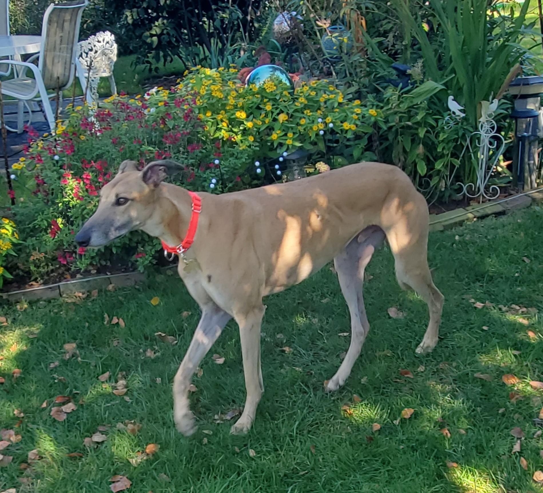 Enlarge Hulk, a Adoptable Greyhound in New Hope, PA image 3/4