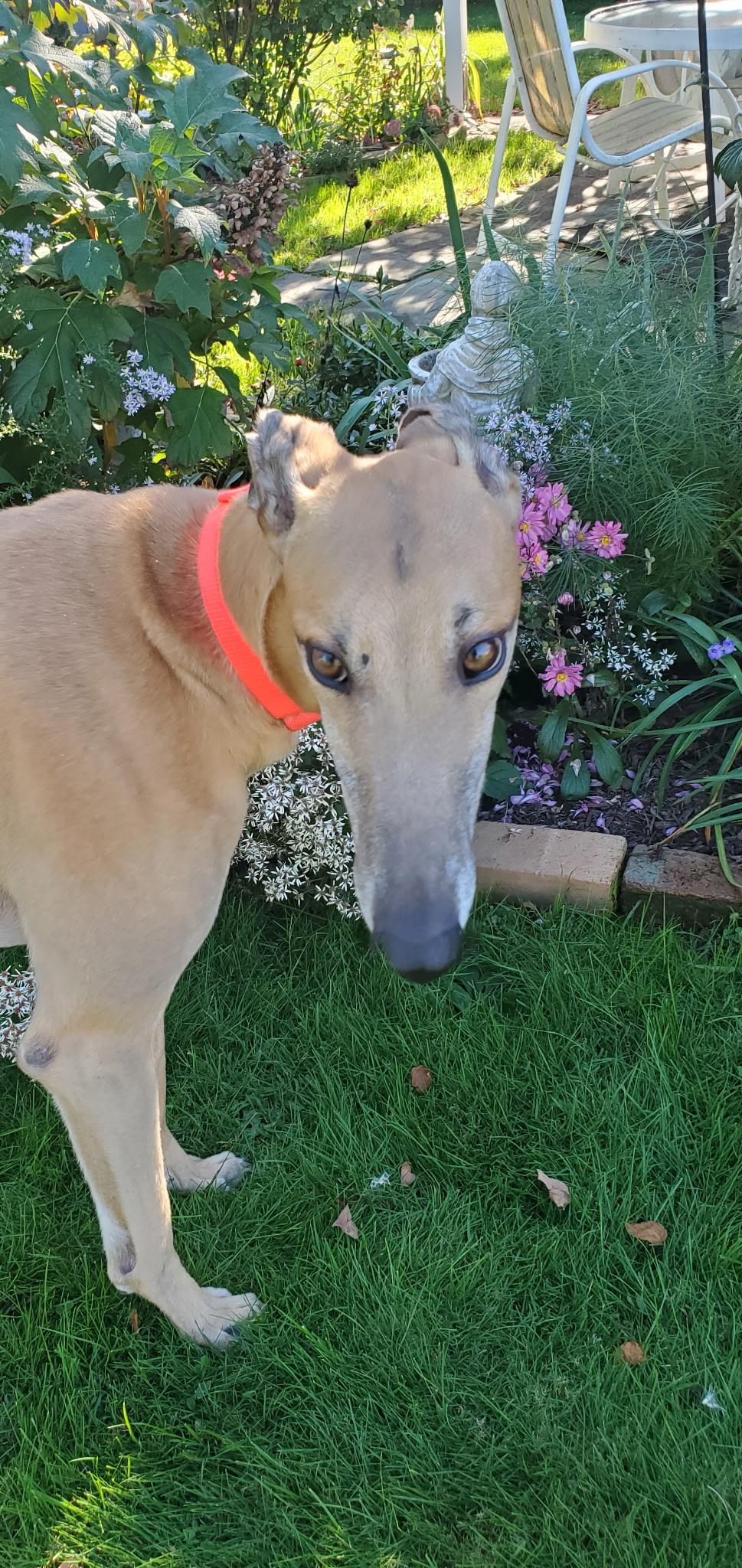 Hulk, Adoptable, Adult Male Greyhound.