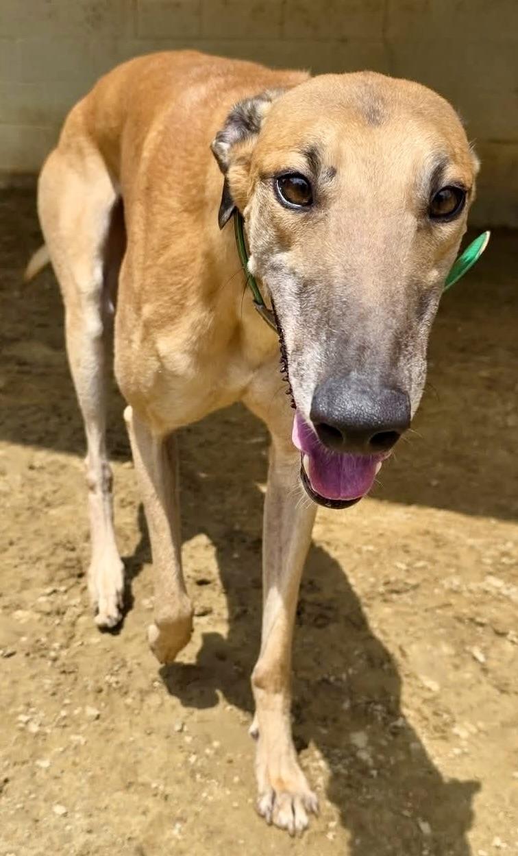 Enlarge Hulk, a Adoptable Greyhound in New Hope, PA image 3/3