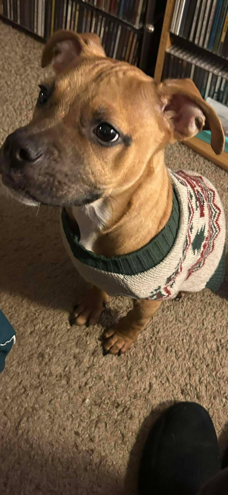 Bear, Adoptable, Puppy Male Black Mouth Cur.