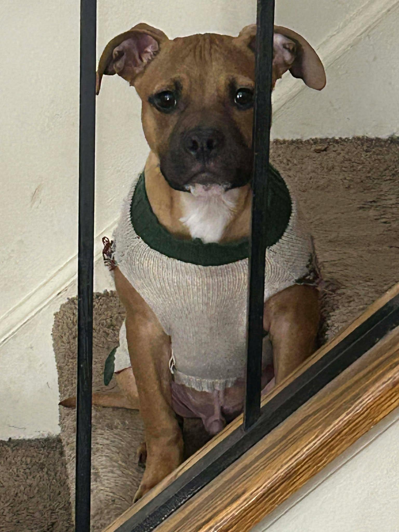 Bear, a Adoptable Black Mouth Cur in Urbana, IL image 2/2