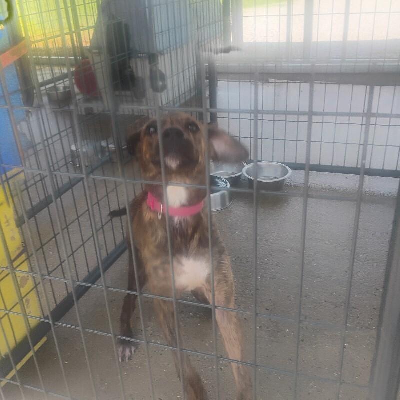 Camo 7-17-2026, Adoptable, Adult Male Plott Hound.