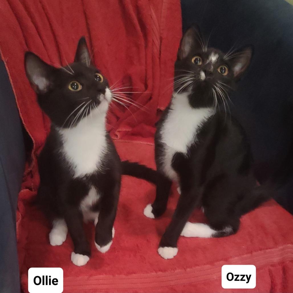 Ozzy (Boston Ave Kitten 1), Adoptable, Kitten Male American Shorthair.