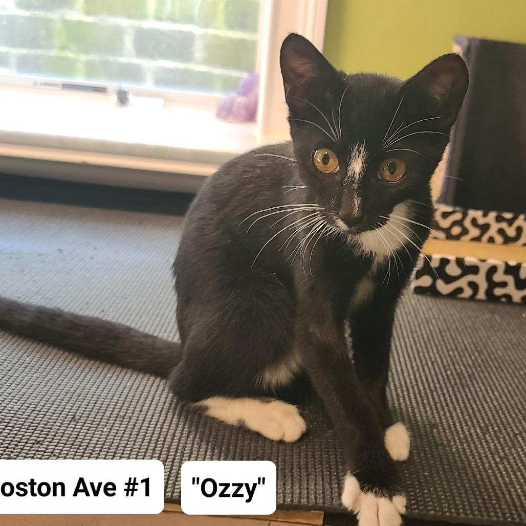 Enlarge Ozzy (Boston Ave Kitten 1), a Adoptable American Shorthair in Westport, CT image 2/2