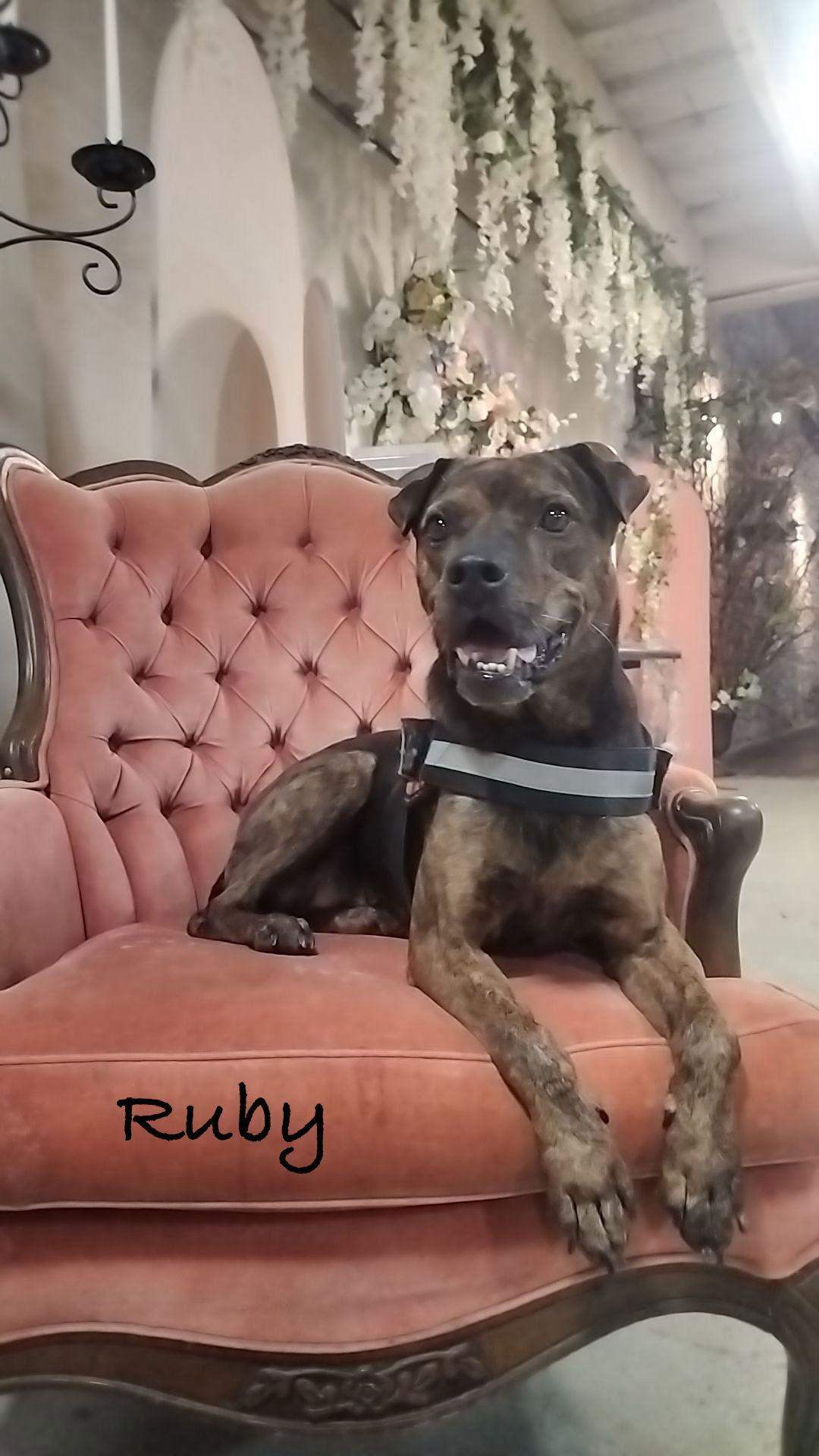 Ruby, a Adoptable Boxer in Topeka, KS image 1/3