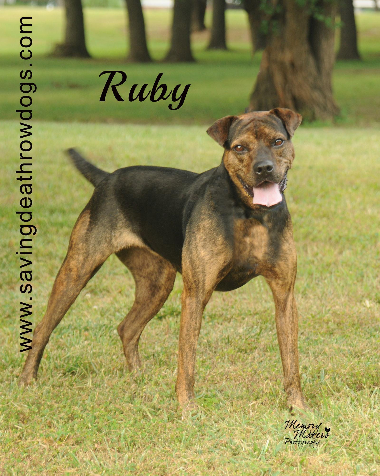 Ruby, a Adoptable Boxer in Topeka, KS image 2/3