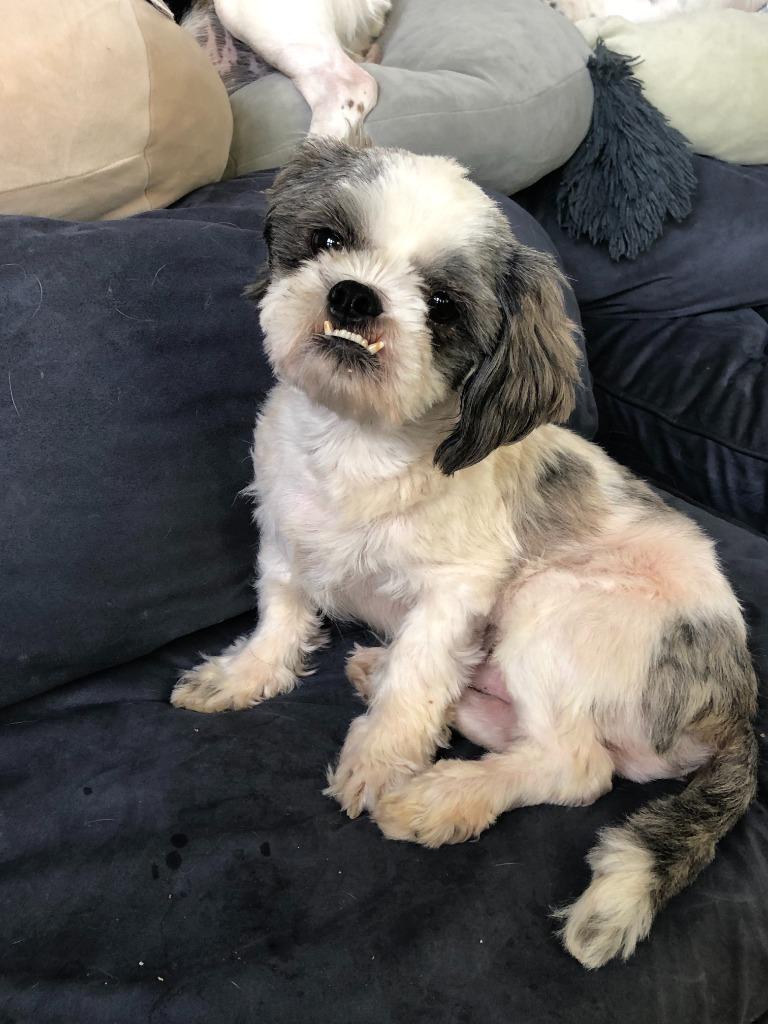 Riley, Adopted, Adult Male Shih Tzu & Mixed Breed.