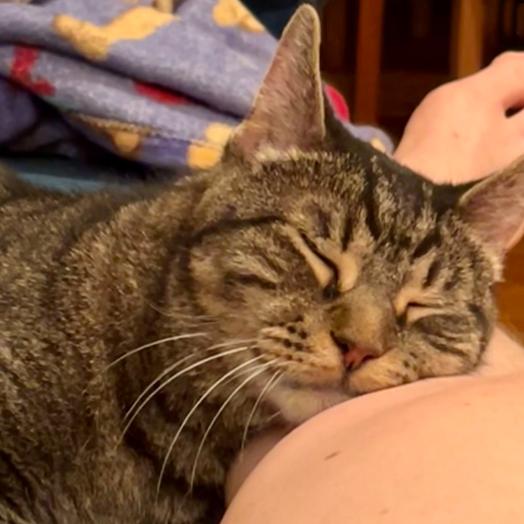 Enlarge Cupid, a Adoptable Domestic Short Hair in Philadelphia, PA image 1/6