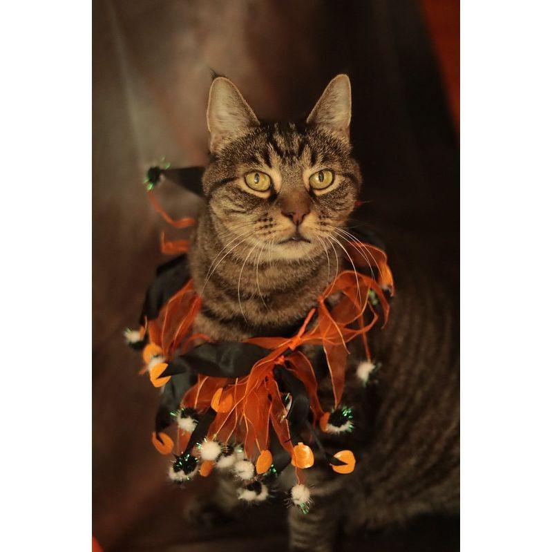 Cupid, Adoptable, Senior Male Domestic Short Hair.