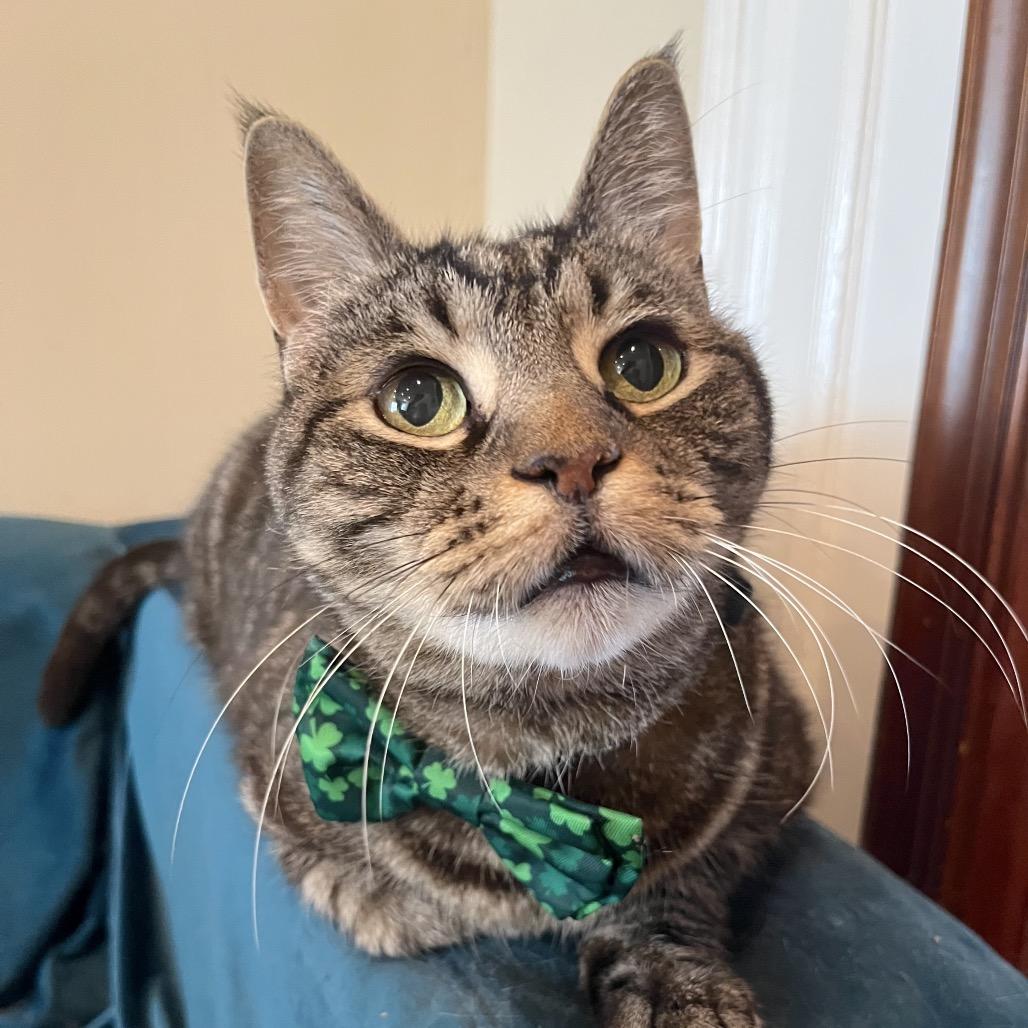 Enlarge Cupid, a Adoptable Domestic Short Hair in Philadelphia, PA image 1/6