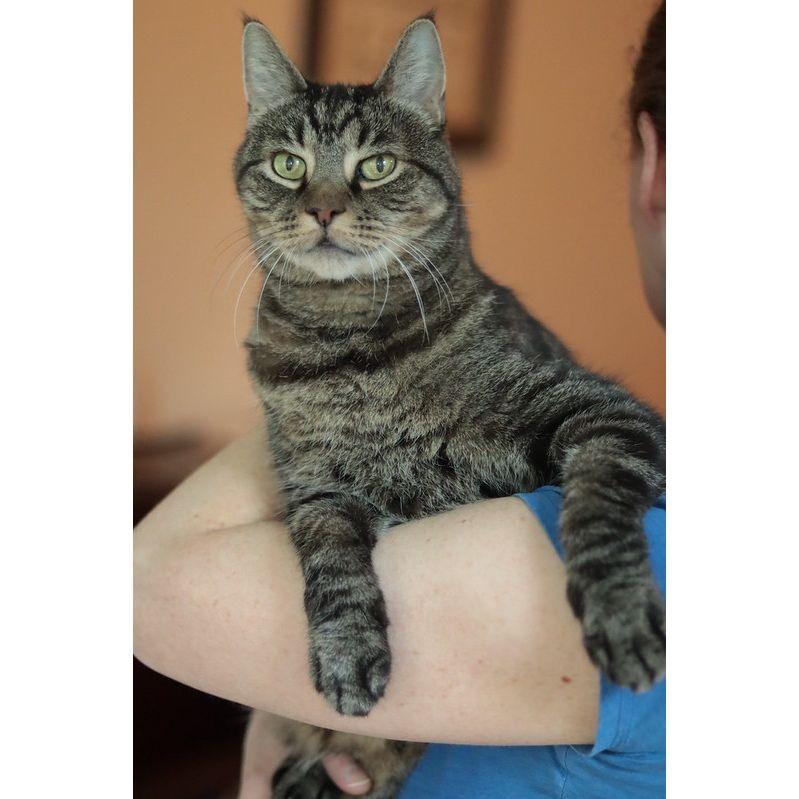 Enlarge Cupid, a Adoptable Domestic Short Hair in Philadelphia, PA image 2/5