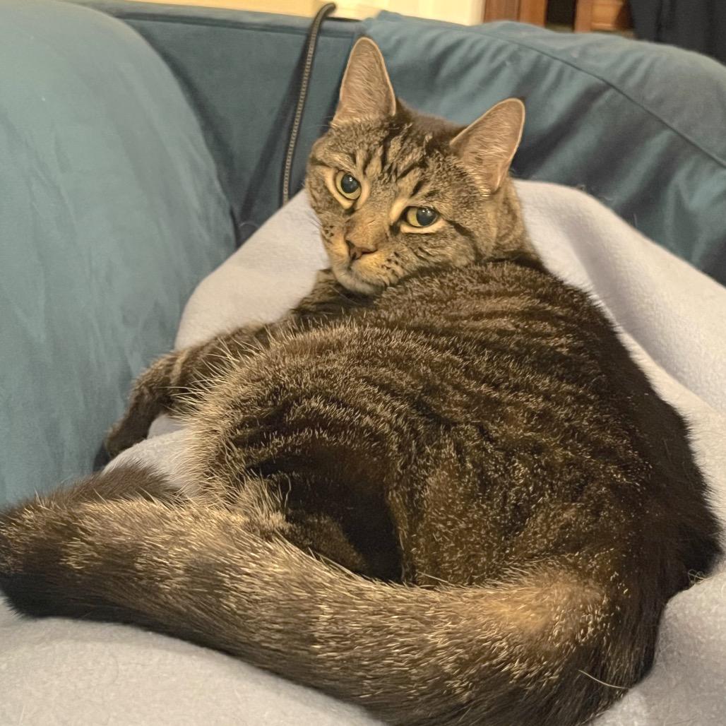 Enlarge Cupid, a Adoptable Domestic Short Hair in Philadelphia, PA image 2/6