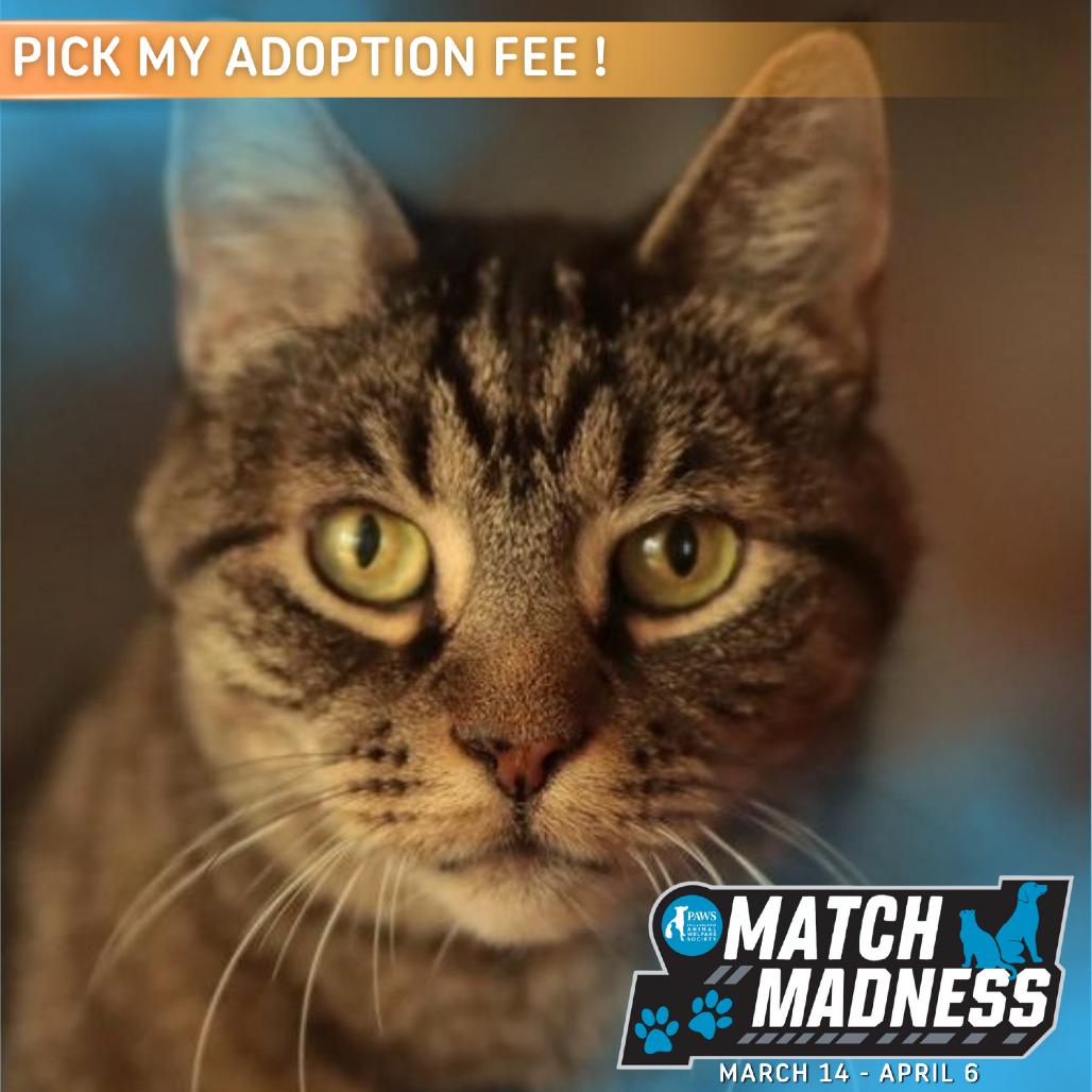 Enlarge Cupid, a Adoptable Domestic Short Hair in Philadelphia, PA image 3/6