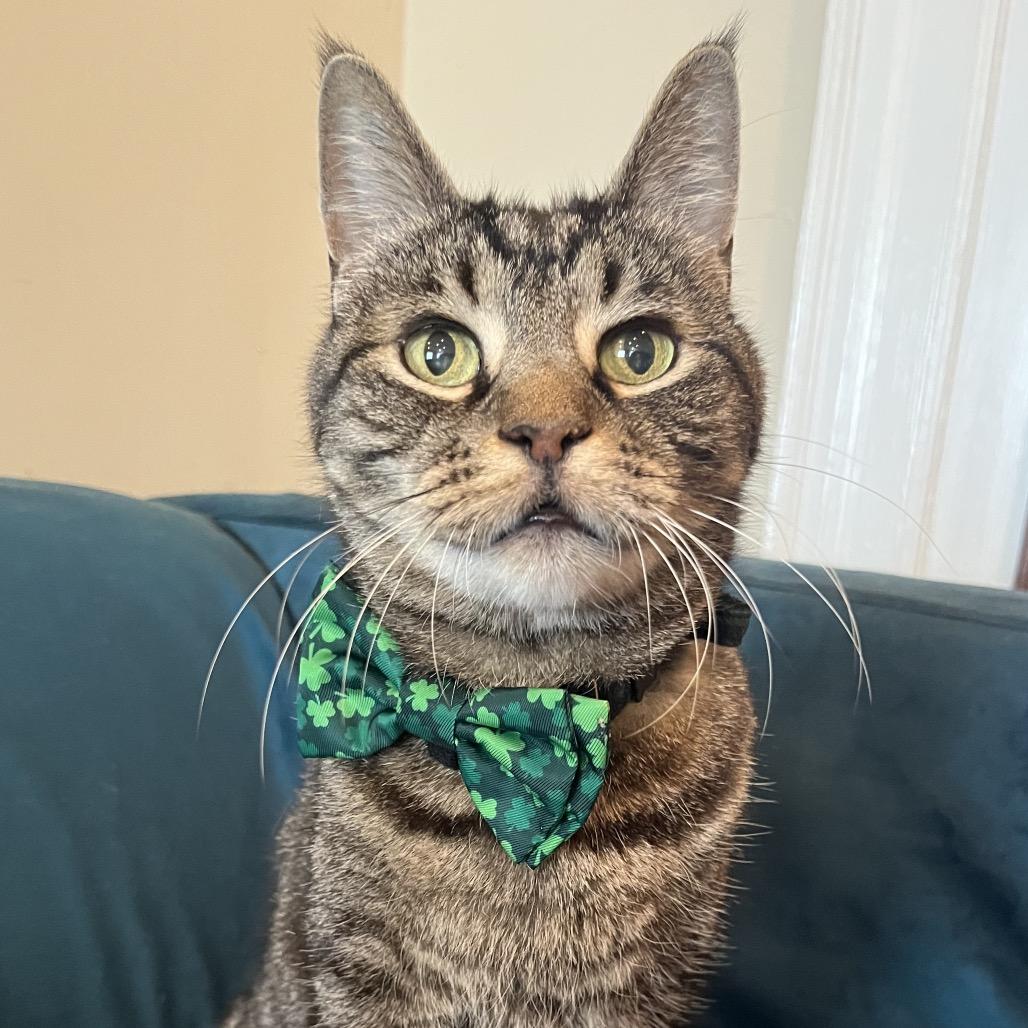 Enlarge Cupid, a Adoptable Domestic Short Hair in Philadelphia, PA image 4/6