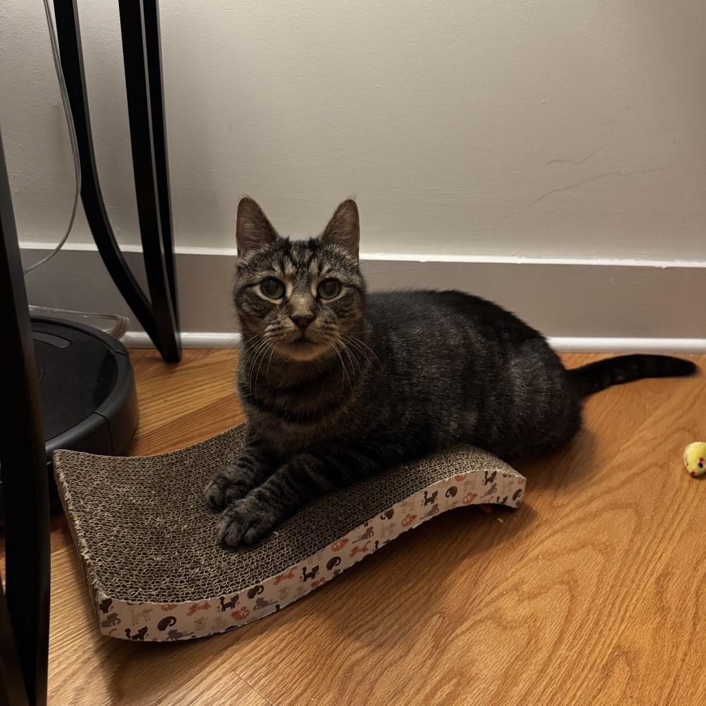 Enlarge Cupid, a Adoptable Domestic Short Hair in Philadelphia, PA image 4/6