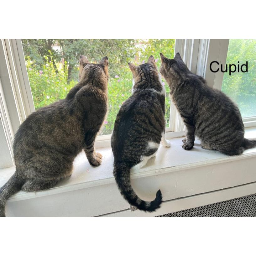 Enlarge Cupid, a Adoptable Domestic Short Hair in Philadelphia, PA image 5/6