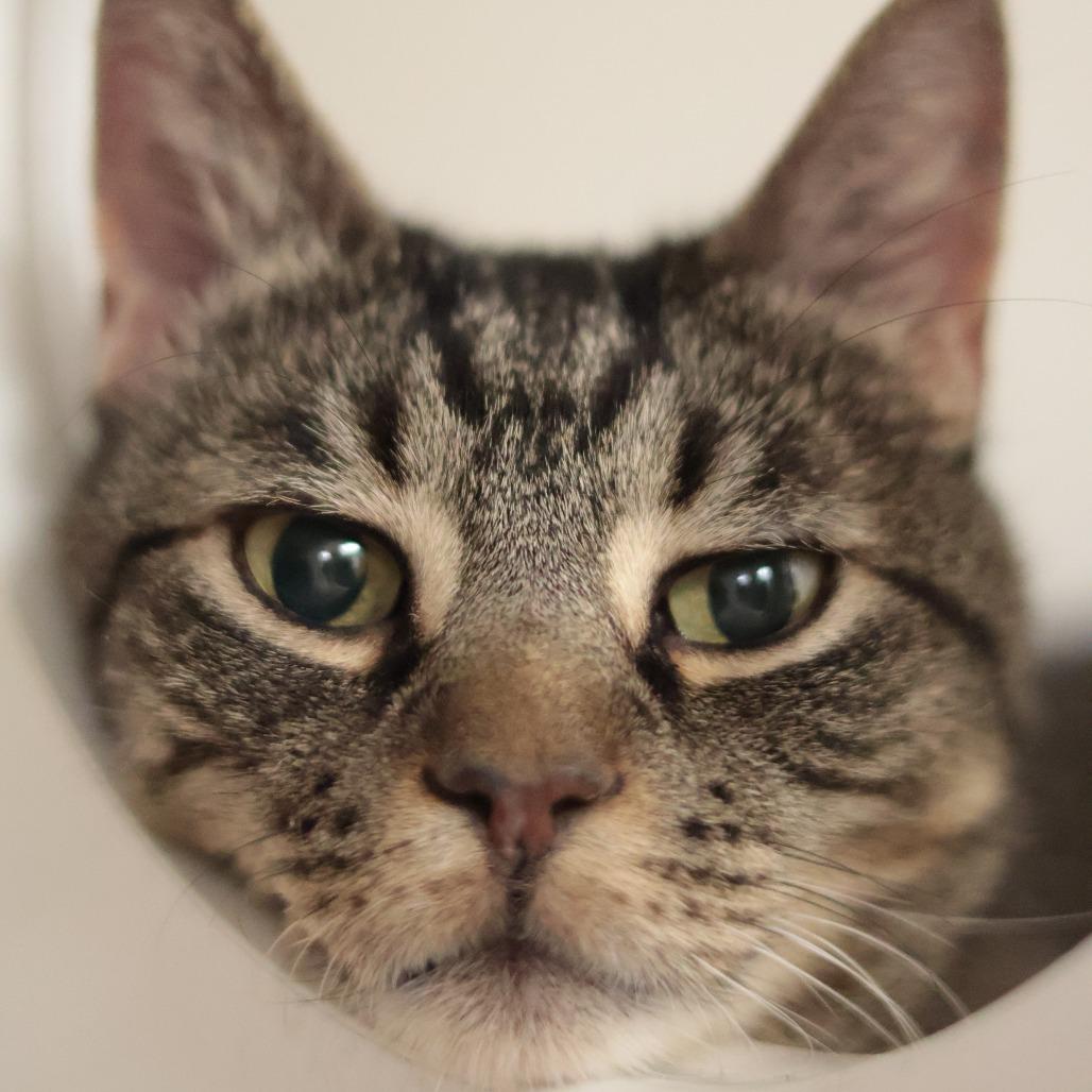 Enlarge Cupid, a Adoptable Domestic Short Hair in Philadelphia, PA image 3/6