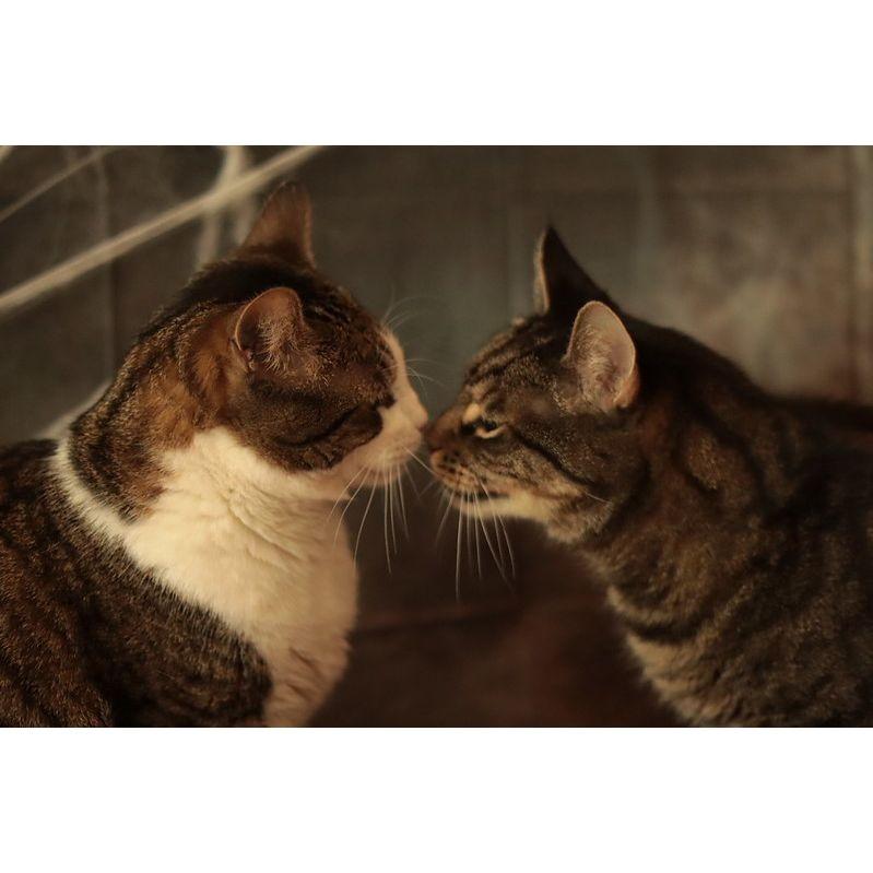 Enlarge Cupid, a Adoptable Domestic Short Hair in Philadelphia, PA image 4/6