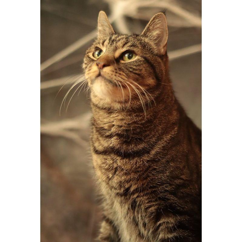 Enlarge Cupid, a Adoptable Domestic Short Hair in Philadelphia, PA image 5/6