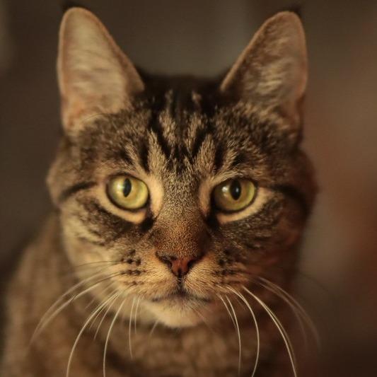 Enlarge Cupid, a Adoptable Domestic Short Hair in Philadelphia, PA image 5/5