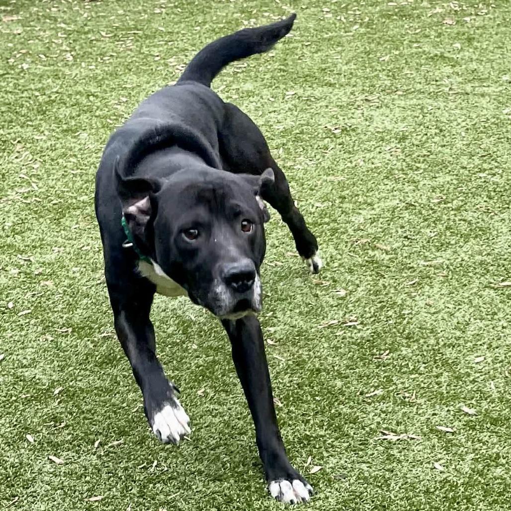 Enlarge Lord Farquaad, a Adoptable Mixed Breed in Greensboro, NC image 1/6