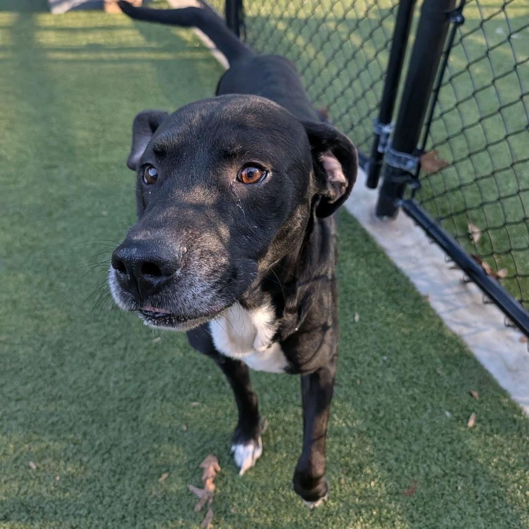 Enlarge Lord Farquaad, a Adoptable Mixed Breed in Greensboro, NC image 2/6