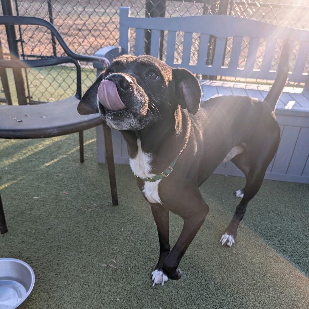 Enlarge Lord Farquaad, a Adoptable Mixed Breed in Greensboro, NC image 3/6