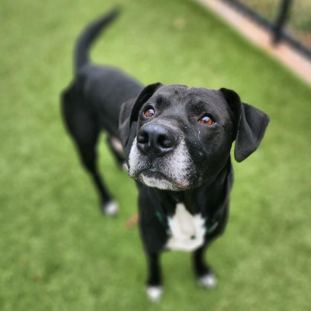 Enlarge Lord Farquaad, a Adoptable Mixed Breed in Greensboro, NC image 4/6