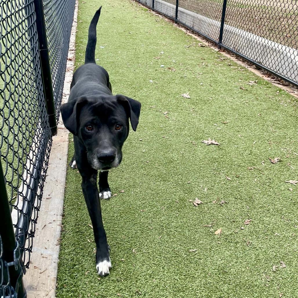 Enlarge Lord Farquaad, a Adoptable Mixed Breed in Greensboro, NC image 5/6