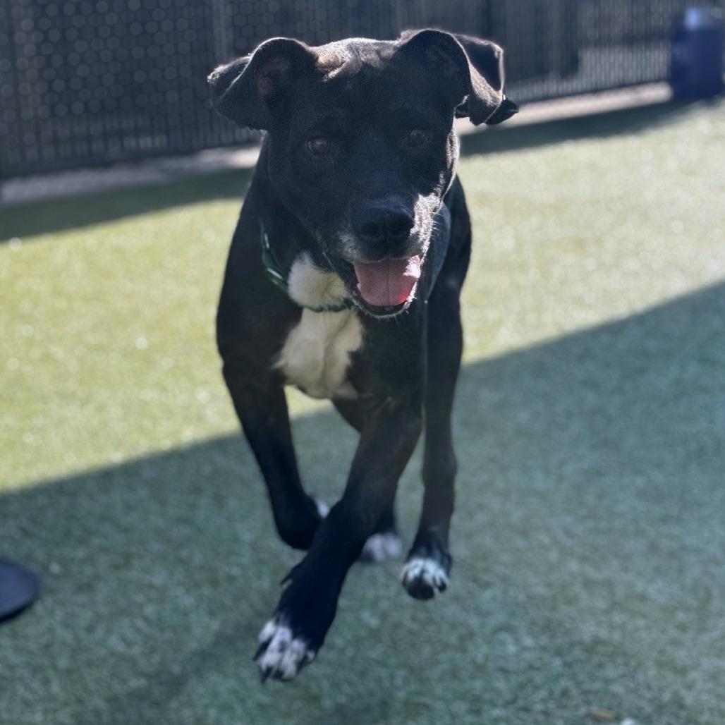 Enlarge Lord Farquaad, a Adoptable Mixed Breed in Greensboro, NC image 6/6