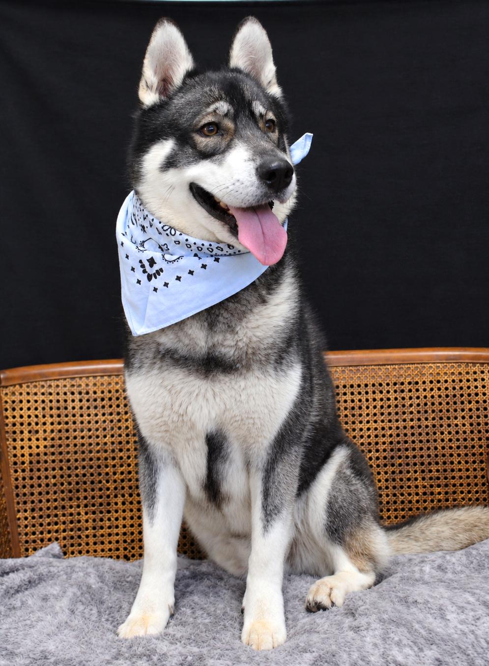 Enlarge Gatsby, a Adopted Husky in Cheboygan, MI image 6/6